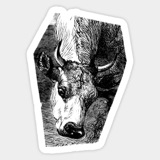 Cow Portrait Black and White Illustration Sticker